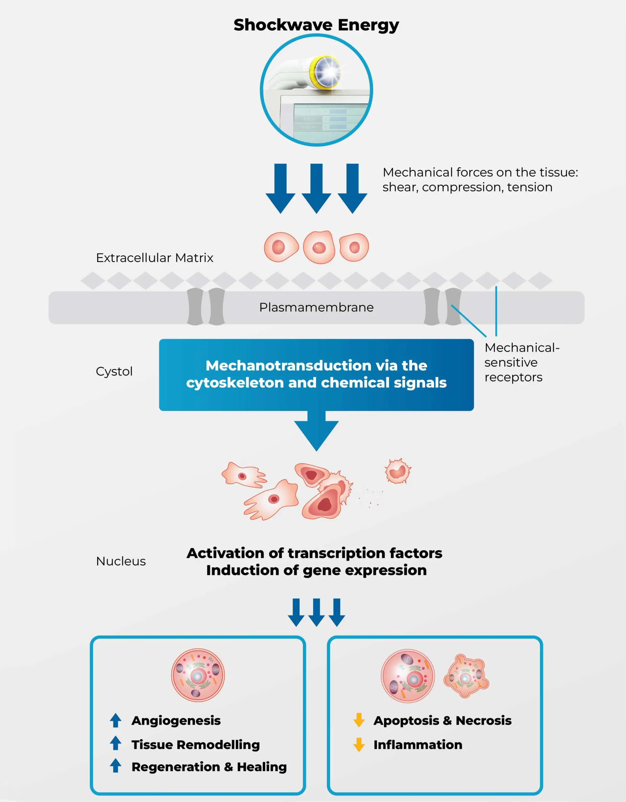 Mechanotransduction Mechanism with 3 Phases
